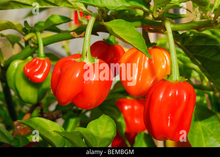 Habanero Peperoncino (Capsicum chinense) crescente. Regno Unito. Foto Stock