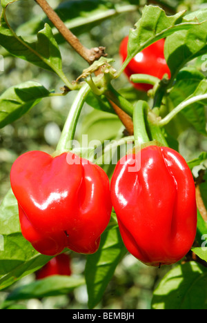 Molto caldo Habanero Peperoncino (Capsicum chinense) cresce in un giardino del Regno Unito. Foto Stock