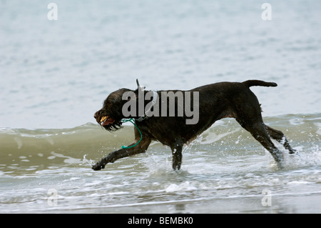 German wirehaired puntatore (Canis lupus familiaris) giocando e in esecuzione con il bastone in acqua lungo la costa del Mare del Nord Foto Stock