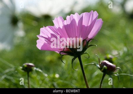 Cosmos bipinnatus conchiglie di mare Foto Stock