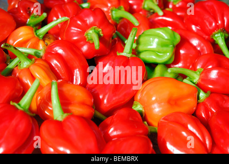 Peperoncino Habanero Capsicum chinense Foto Stock