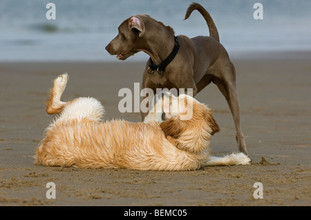 Golden Retriever (Canis lupus) giocando con altri cani sulla spiaggia lungo la costa del Mare del Nord Foto Stock