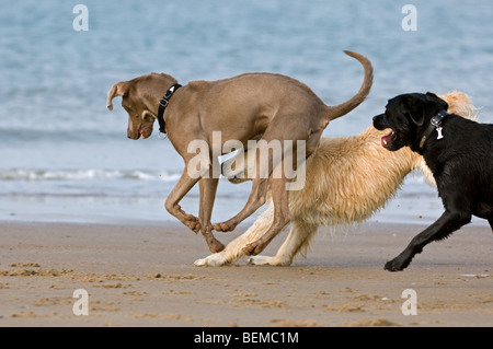 Giocoso golden retriever e labrador retriever a giocare con altri cani sulla spiaggia lungo la costa del Mare del Nord Foto Stock