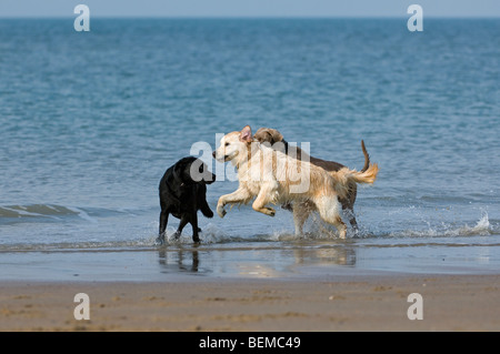 Giocoso golden retriever e labrador retriever a giocare con altri cani sulla spiaggia lungo la costa del Mare del Nord Foto Stock