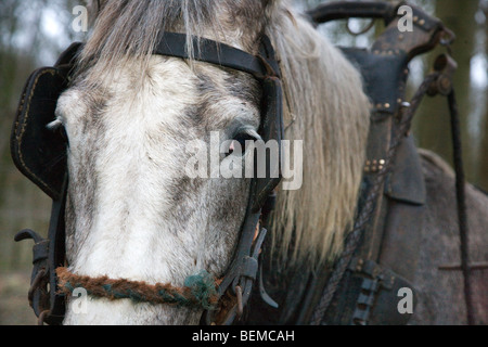 Chiusura del progetto di cavallo (Equus caballus) con cavo, Belgio Foto Stock