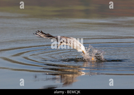 Testa nera gabbiano che esibisce un comportamento alimentare Foto Stock