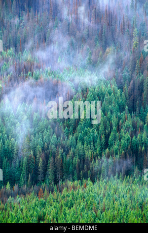 Alberi di pino nella nebbia, Glacier NP, montagne rocciose, US Foto Stock