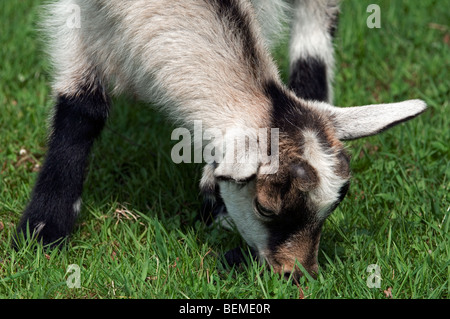 Close up (Capra hircus) pascolo, Belgio Foto Stock