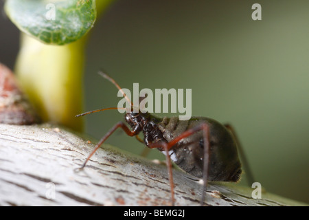 Lachnus roboris, un afide che si nutre di quercia. Foto Stock