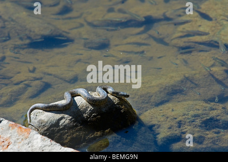 Caccia acqua viperine snake (natrix maura) in agguato sulla roccia a bordo fiume guardando i pesci, Estremadura, Spagna Foto Stock