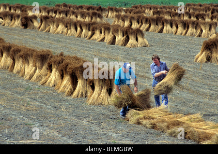 Il raccolto di lino (Linum usitatissimum) braccianti agricoli lavora con fasci Foto Stock