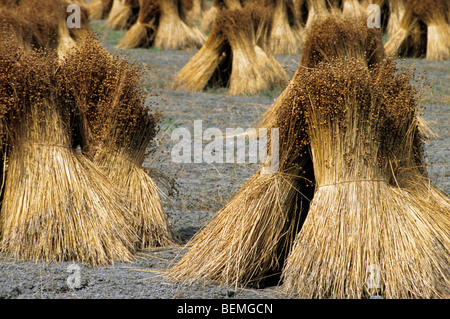 Il raccolto di lino (Linum usitatissimum) pacchi sul campo Foto Stock