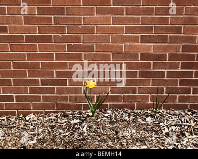 Fiore giallo crescente di fronte a un muro di mattoni Foto Stock