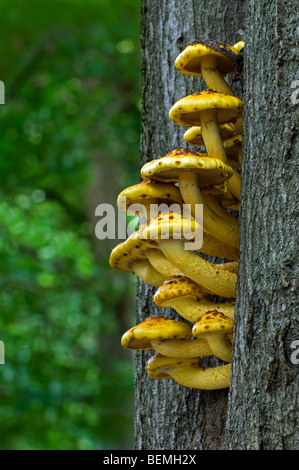 Golden scalycap (Pholiota aurivella) che cresce su un tronco di albero in una foresta di latifoglie Foto Stock