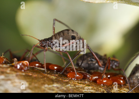 Lachnus roboris, un afide che si nutre di quercia. Questo guardie femmina uova deposte di fresco. Foto Stock