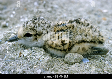 Fratino (Charadrius alexandrinus) chick giacente a terra in Colori di mimetizzazione Foto Stock