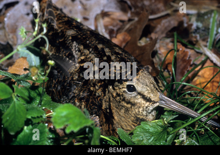 Woodcock (Scolopax rusticola) in Colori di mimetizzazione nascondendo sul terreno in foresta Foto Stock