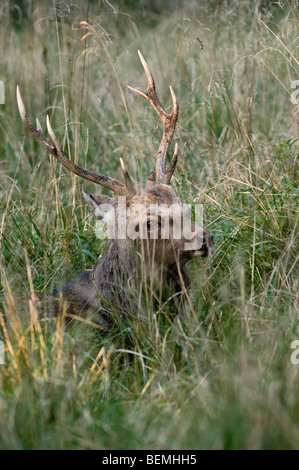 Cervi Sika / spotted deer/ giapponese cervo (Cervus nippon) nascosta in erba alta durante la routine in autunno Foto Stock