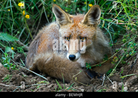 Red Fox (Vulpes vulpes) appoggiato avvolto a ricciolo Foto Stock