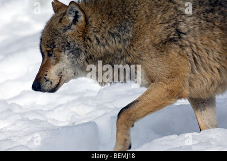 Close up della Comunità lupo (Canis lupus) in esecuzione nella neve in inverno, Foresta Bavarese, Germania Foto Stock