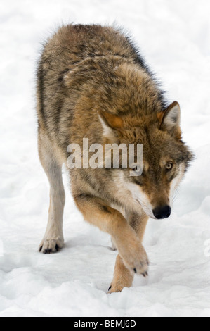 Unione lupo (Canis lupus) in esecuzione nella neve in inverno, Foresta Bavarese, Germania Foto Stock