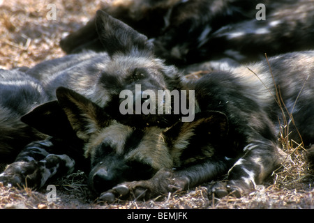 Pack di African cani selvatici dormire (Lycaon pictus) sulla savana Kruger National Park, Sud Africa Foto Stock