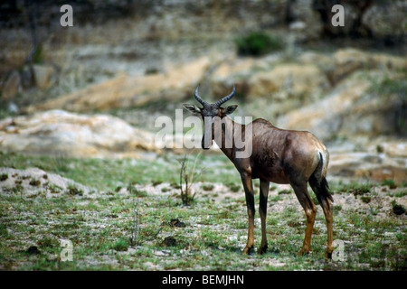 Comuni / tsessebe sassaby antilope (Damaliscus lunatus), Kruger National Park, Sud Africa Foto Stock