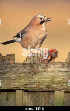Eurasian jay (Garrulus glandarius) appollaiato sulla staccionata in legno ed il lavaggio sul topo morto Foto Stock