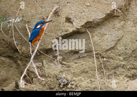 Common Kingfisher (Alcedo atthis) appollaiato sulla radice della struttura ad albero in riverbank vicino a nido e cerca di pesce a cacciare in fiume Foto Stock