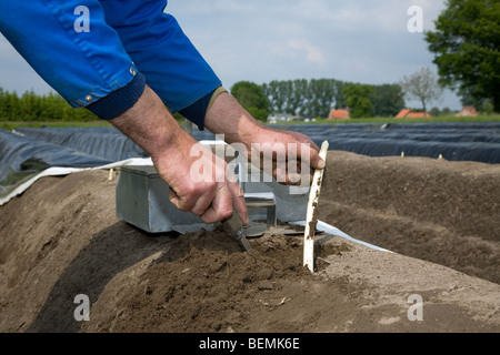 Giardiniere la raccolta di asparagi bianchi (Asparagus officinalis) germogli su campo Foto Stock