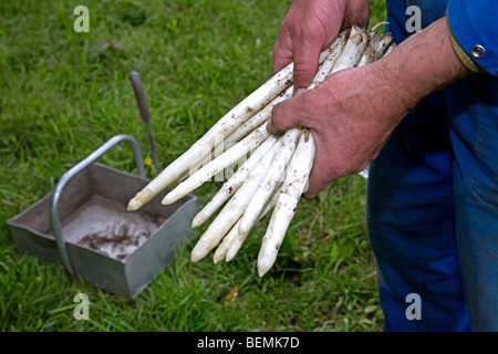 Giardiniere la raccolta di asparagi bianchi (Asparagus officinalis) germogli su campo Foto Stock