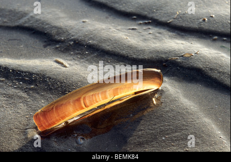 Rasoio / Clam Clam ribaltarsi (Ensis sp.), sulla spiaggia, Belgio Foto Stock