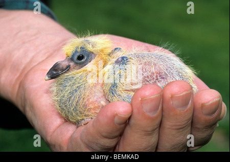 Piccione di fantasia tenendo il piccione viaggiatore pulcino (Columba livia domestica) a portata di mano Foto Stock