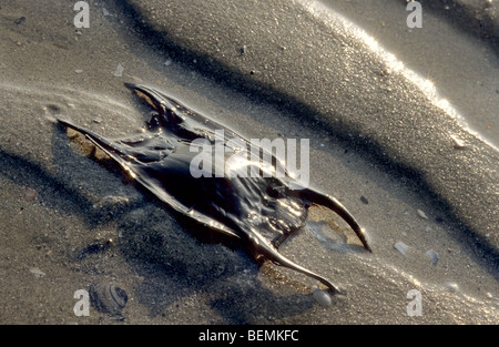 Caso di uovo / Sirene portamonete di un Thornback ray / Thornback skate (Raja clavata) sulla spiaggia, Francia Foto Stock