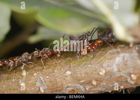 Lachnus roboris, un afide che si nutre di quercia. Le femmine guard uova deposte di fresco. Foto Stock