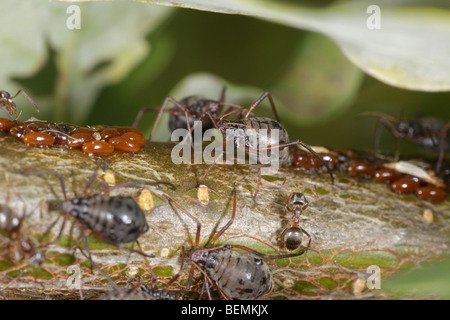 Lachnus roboris, un afide che si nutre di quercia. Le femmine guard uova deposte di fresco. Foto Stock