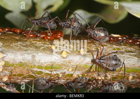 Lachnus roboris, un afide che si nutre di quercia. Le femmine guard uova deposte di fresco. Foto Stock