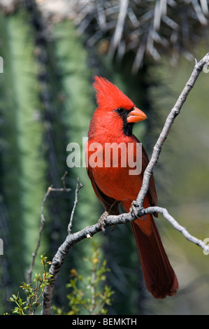 Il cardinale settentrionale (Cardinalis cardinalis) maschio nella parte anteriore del cactus Saguaro (Carnegiea gigantea), Deserto Sonoran, Arizona, Stati Uniti d'America Foto Stock