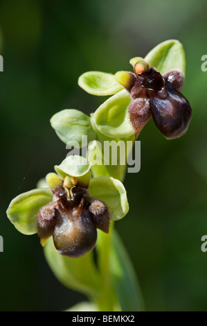 Bumblebee Orchidea (Ophrys bombyliflora) Foto Stock