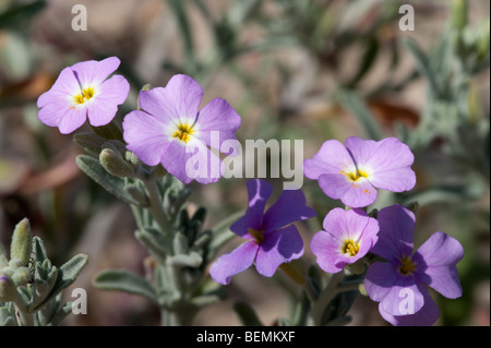Stock di sabbia (Malcolmia littorea) Foto Stock