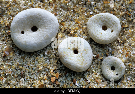 Il segnale di PEA urchin / verde ricci (Echinocyamus pusillus) lavato sulla spiaggia Foto Stock