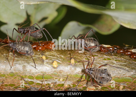 Lachnus roboris, un afide che si nutre di quercia. Le femmine guard uova deposte di fresco. Foto Stock