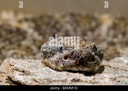 In prossimità di capo chiazzato rattlesnake (Crotalus mitchellii) su roccia,deserto Sonoran, Arizona, USA Foto Stock