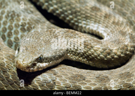 Close-up di Arizona spotted rattlesnake / Western twin-spotted rattlesnake (Crotalus pricei), Deserto Sonoran, Arizona, Stati Uniti d'America Foto Stock