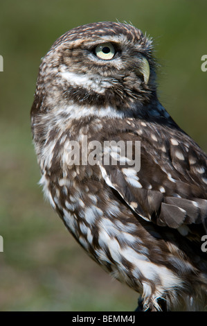 Civetta (Athene noctua), femmina Foto Stock