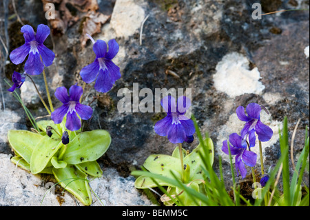 A FIORE GRANDE Butterwort (Pinguicula grandiflora) Foto Stock