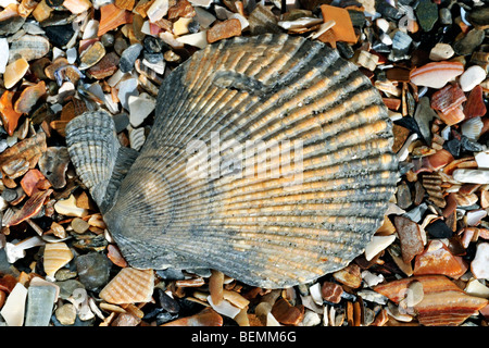 Scaloppina al variegato (Chlamys varia / Mimachlamys varia) sulla spiaggia, Belgio Foto Stock