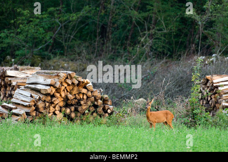 Capriolo hind (Capreolus capreolus) tra woodpiles in campo al bordo della foresta Foto Stock