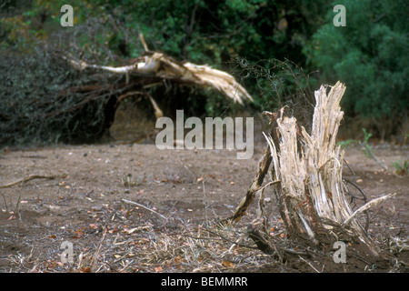 Struttura ad albero a scatto, danni da parte dell' elefante africano (Loxodonta africana), Kruger National Park, Sud Africa Foto Stock