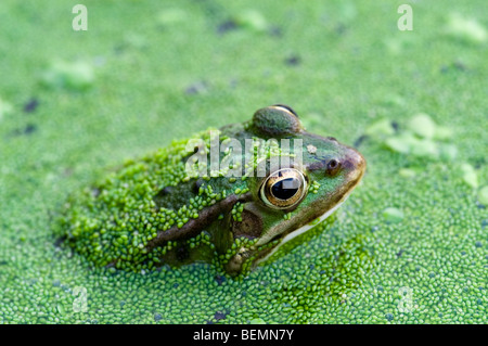 Giovani rana verde (Pelophylax kl. esculentus / Rana kl. esculenta) flottanti tra lenticchie d'acqua (Lemnaceae) in stagno Foto Stock